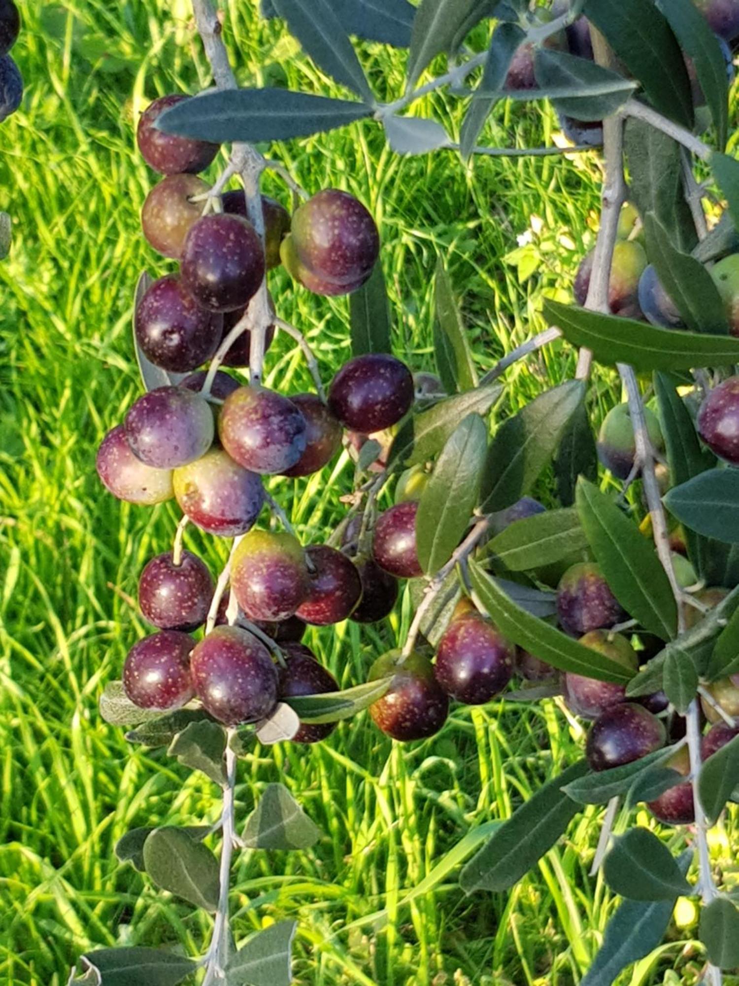 Agriturismo Podere Casalone Limite Kültér fotó